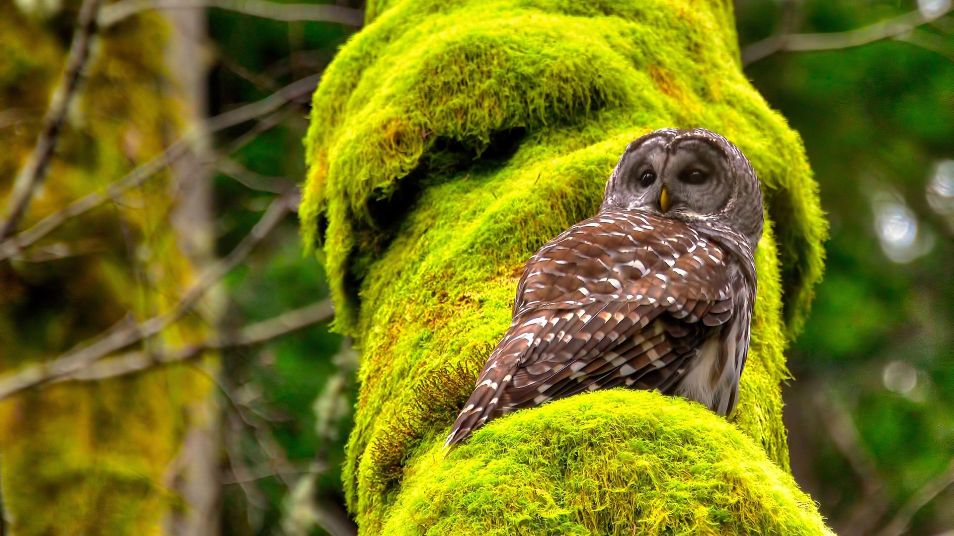 kaiyun官方入口登录-杨瀚森积极学习老将经验提升比赛成熟度，杨瀚森身高