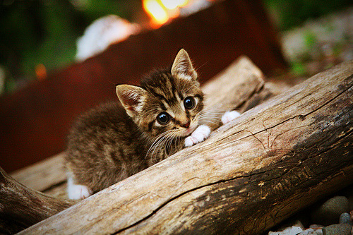 kaiyun网站-电竞商业模式创新多元收入结构更稳健，电竞商业化